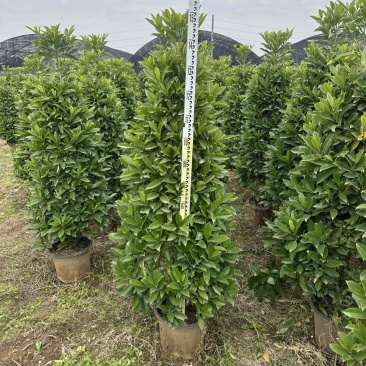 非洲茉莉，大量出售工程货