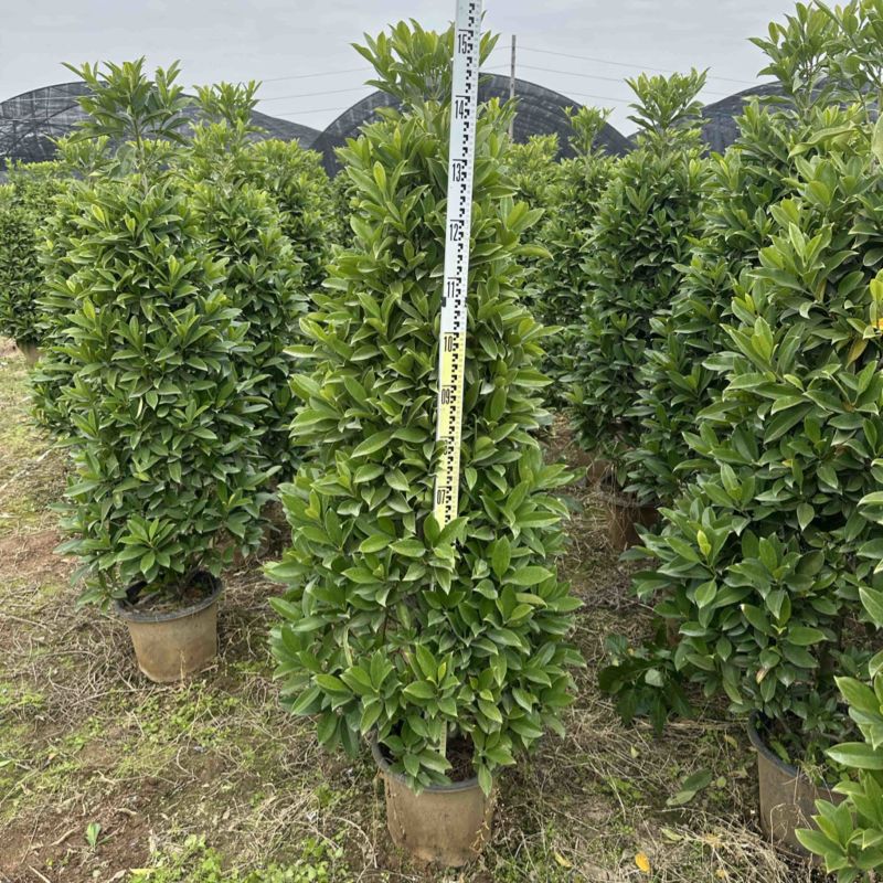 非洲茉莉，大量出售工程货