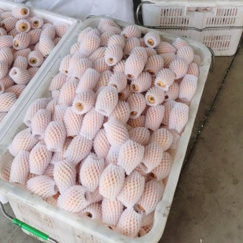 米易芭蕉箐枇杷