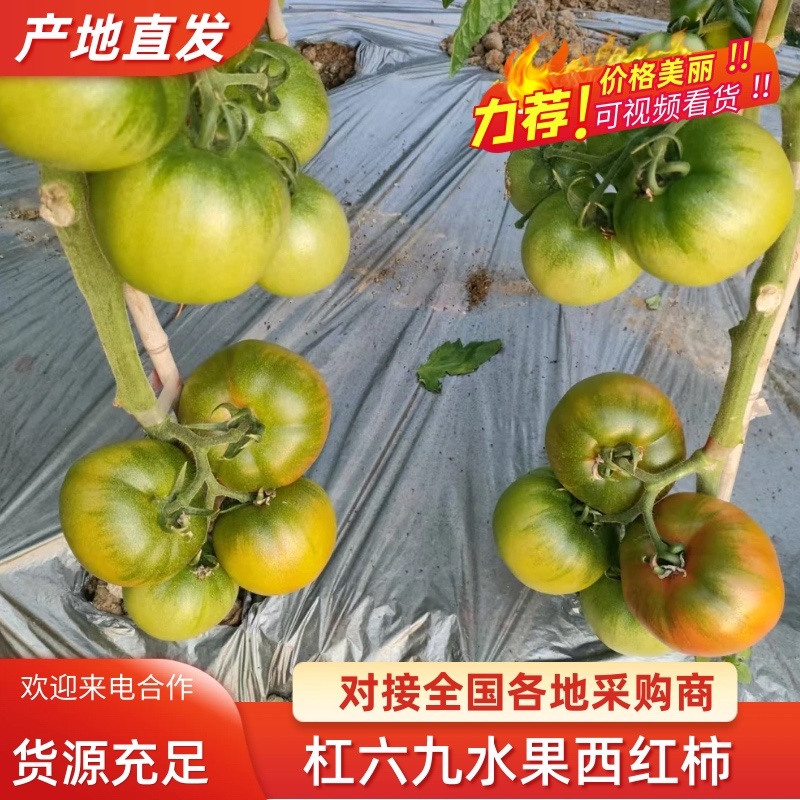 杠六九西红柿/当季上市/甜脆可口/产地供应