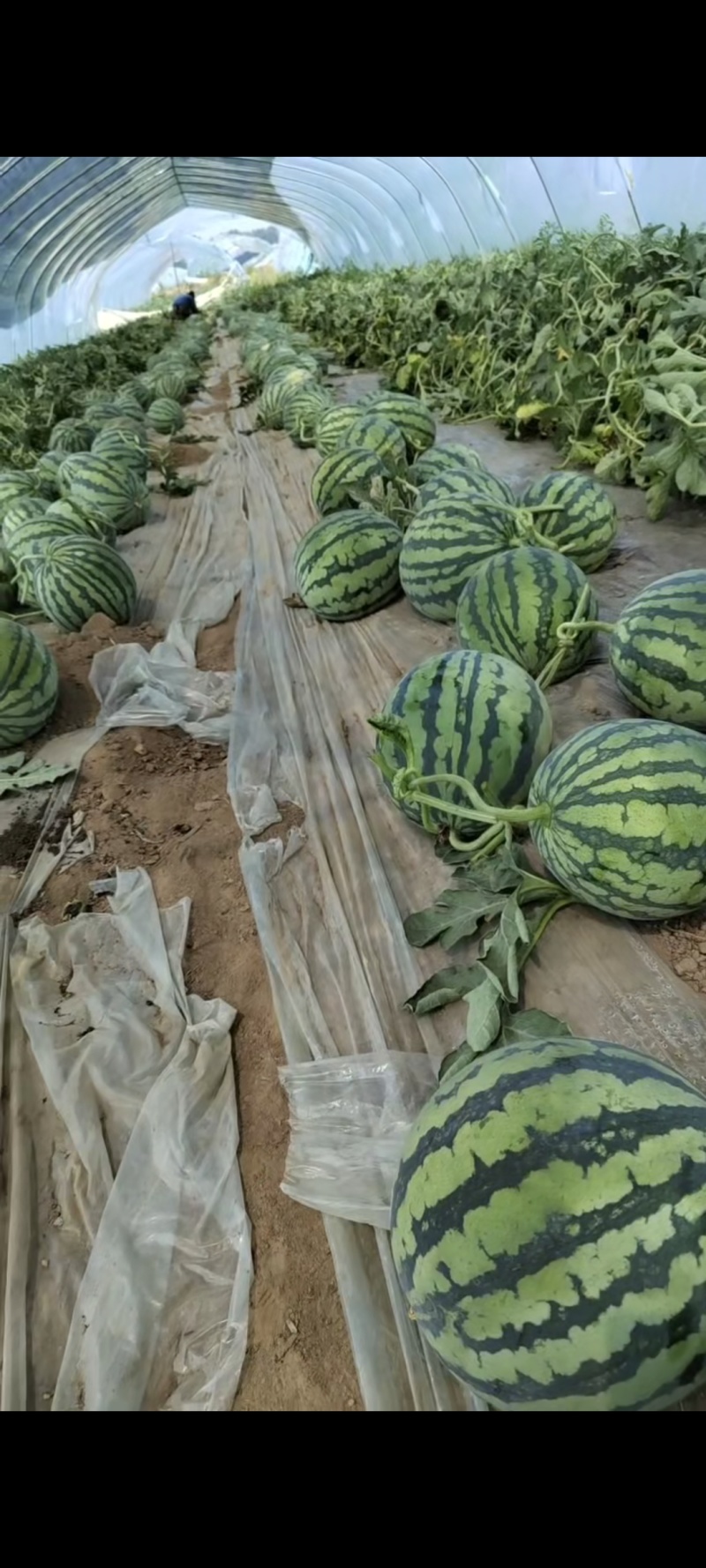 山西美都西瓜头茬无籽对接市场商超质量保证欢迎来电采购