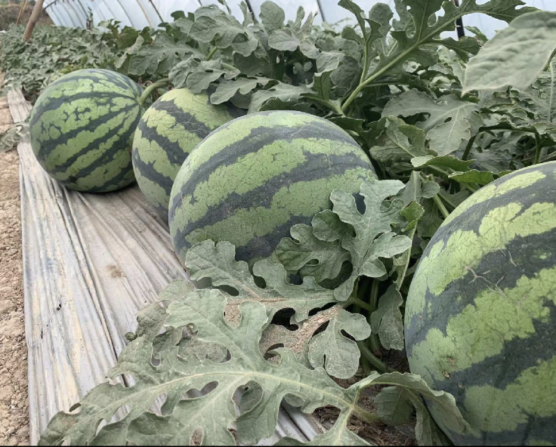 山西美都西瓜头茬无籽对接市场商超质量保证欢迎来电采购