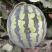 山西美都西瓜头茬无籽对接市场商超质量保证欢迎来电采购