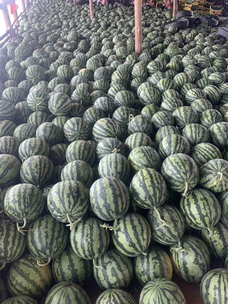 山西美都西瓜头茬无籽对接市场商超质量保证欢迎来电采购