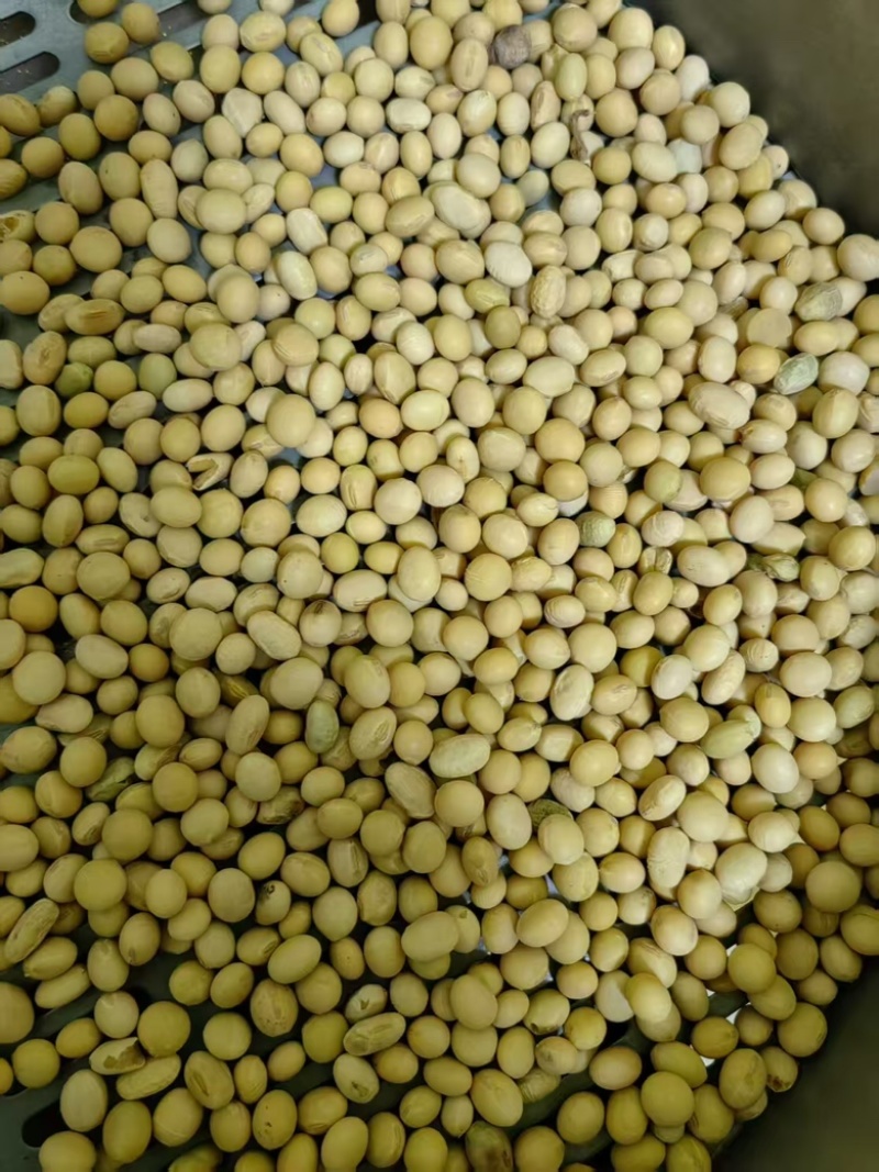 精品大豆，内蒙古农家黄豆，高蛋白非转基因