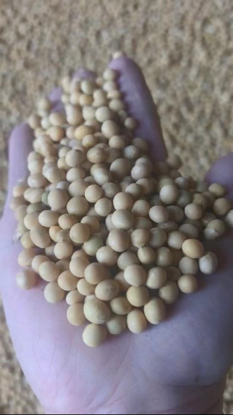 精品大豆，内蒙古农家黄豆，高蛋白非转基因