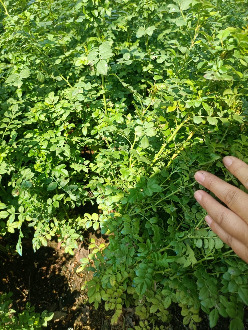 刺梨苗（黄刺梅）产地直销现挖现发货支持物流支持协助找车