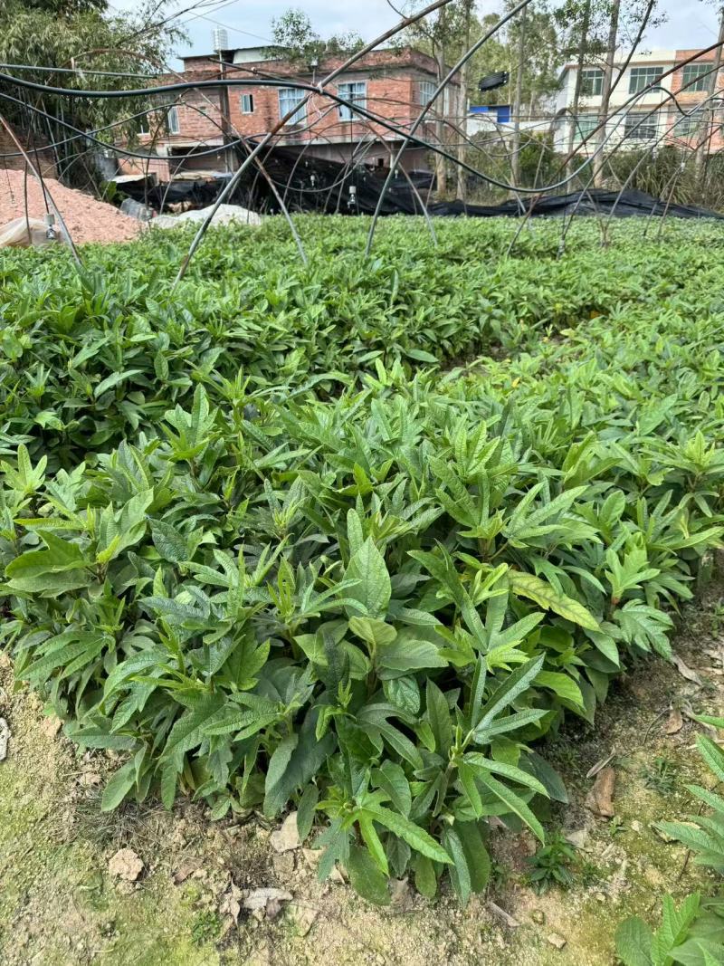 五指毛桃苗中药材种苗五指毛桃树苗营养杯苗带杯包邮