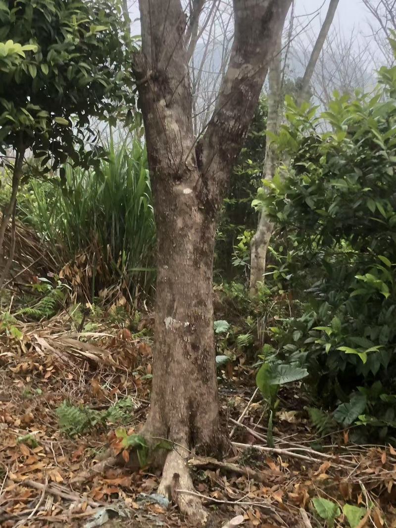 金花茶