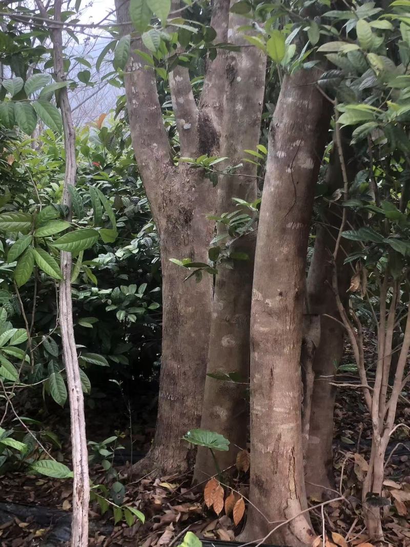 金花茶
