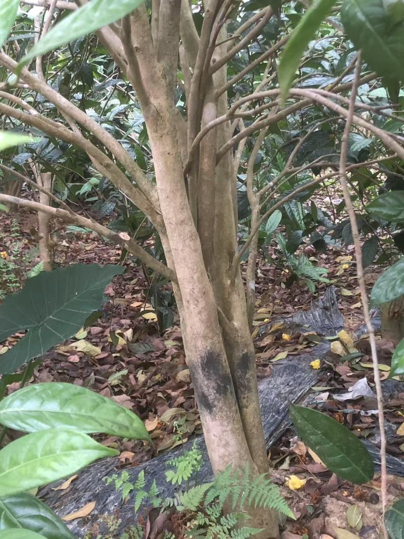 金花茶