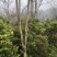 金花茶