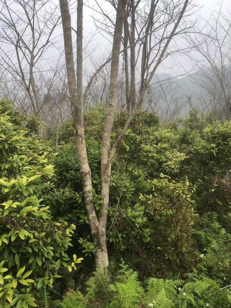 金花茶