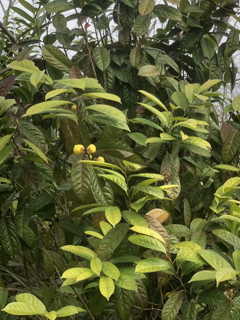 金花茶