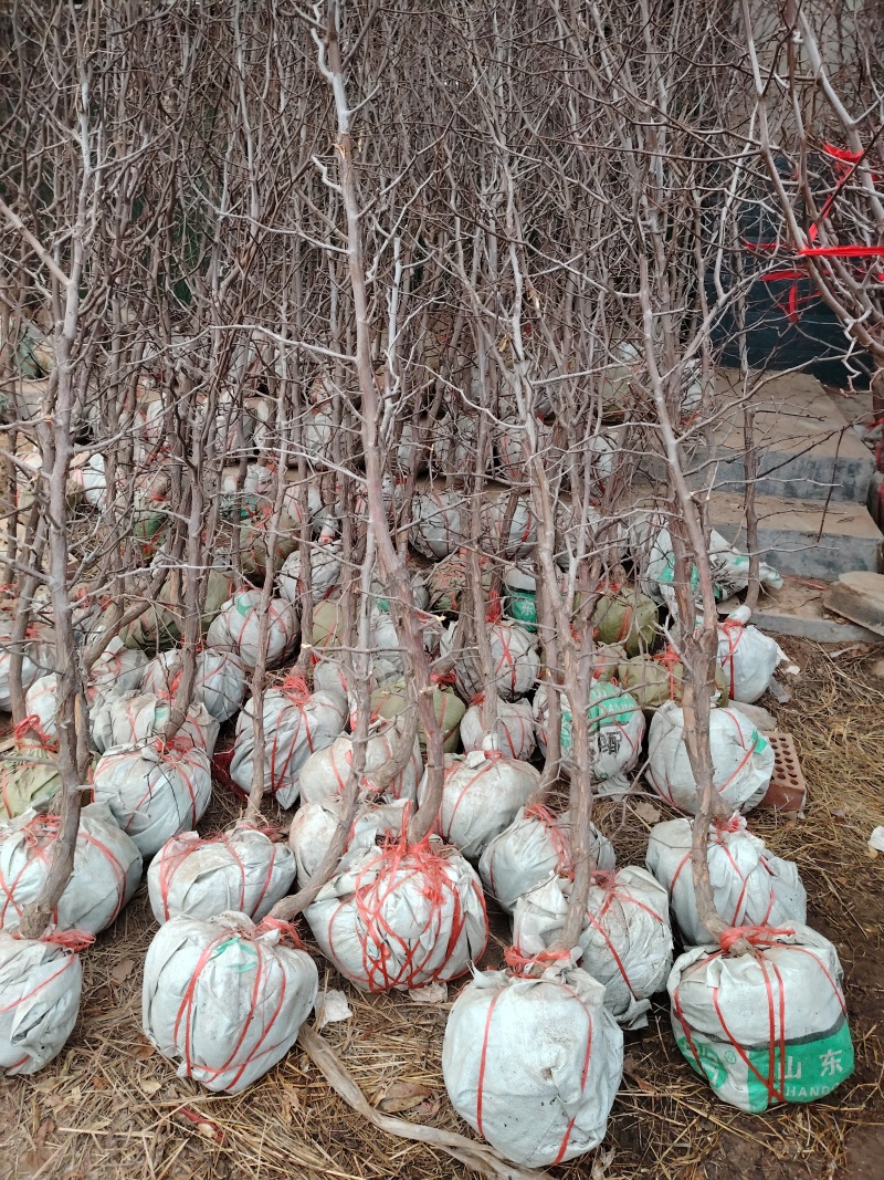 枣树苗，盆栽大枣树，当年种植当年挂果，树形盆栽