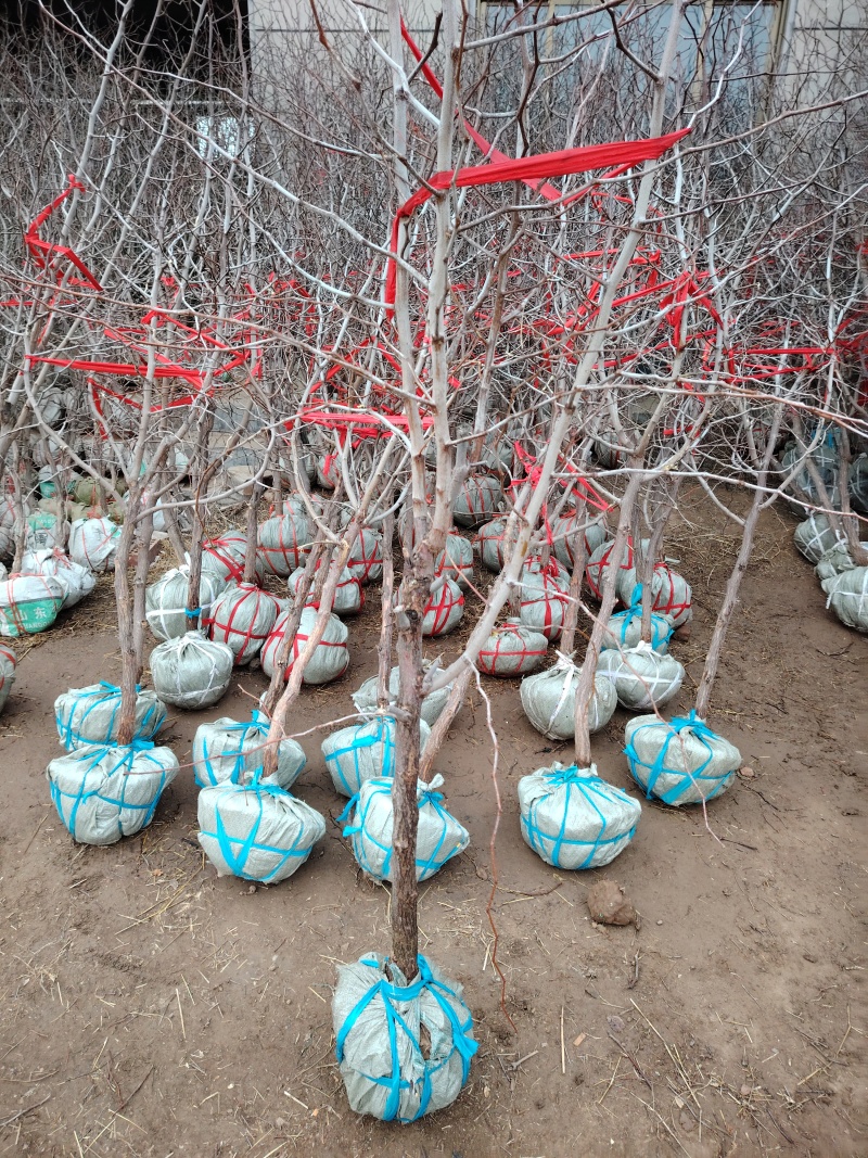 枣树苗，盆栽大枣树，当年种植当年挂果，树形盆栽