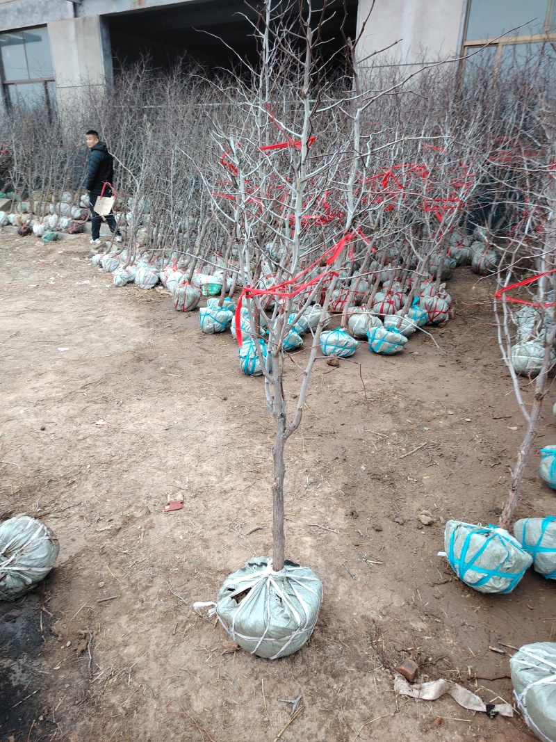 枣树苗，盆栽大枣树，当年种植当年挂果，树形盆栽