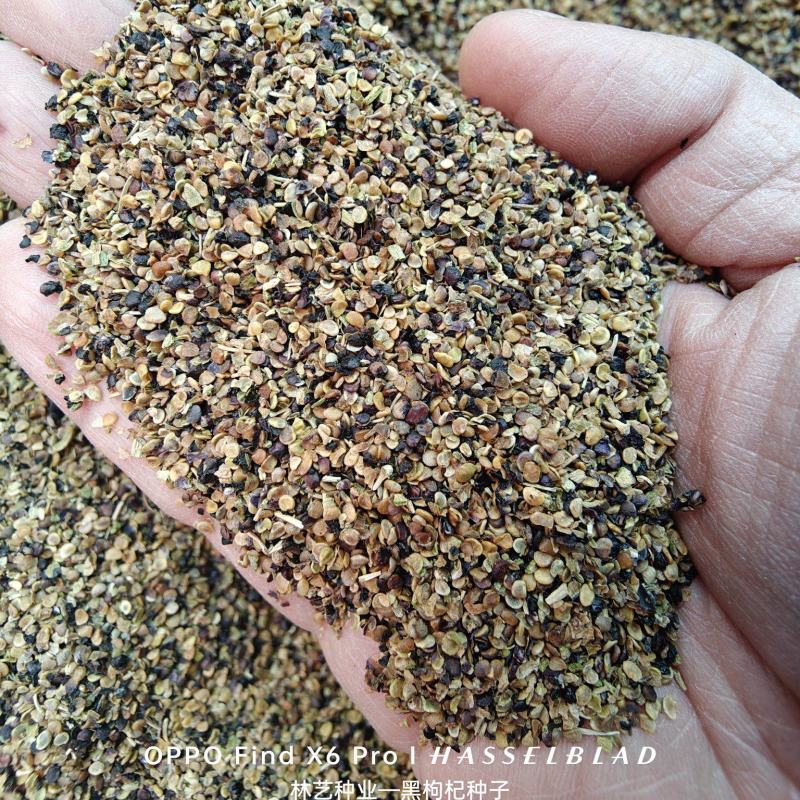 野生黑枸杞种子枸杞种籽食用药材青海枸杞滋补易活多年生四季