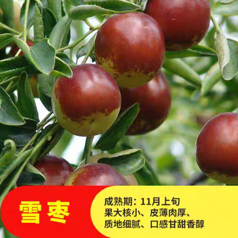 枣树苗，盆栽大枣树，当年种植当年挂果，树形盆栽