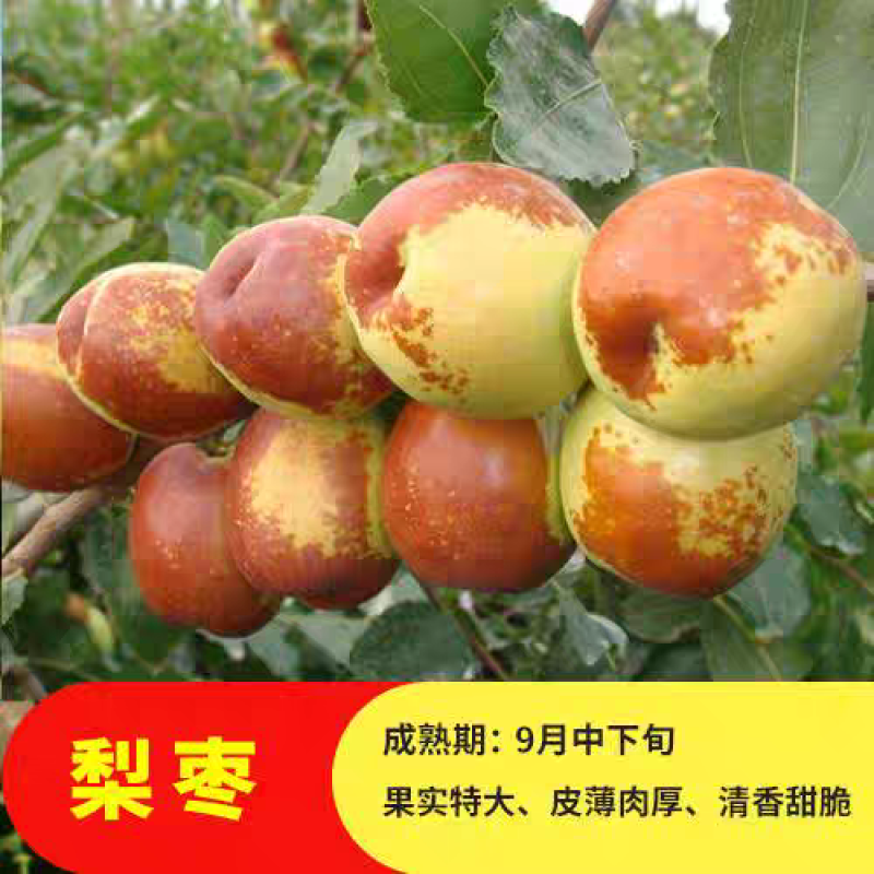 枣树苗，盆栽大枣树，当年种植当年挂果，树形盆栽
