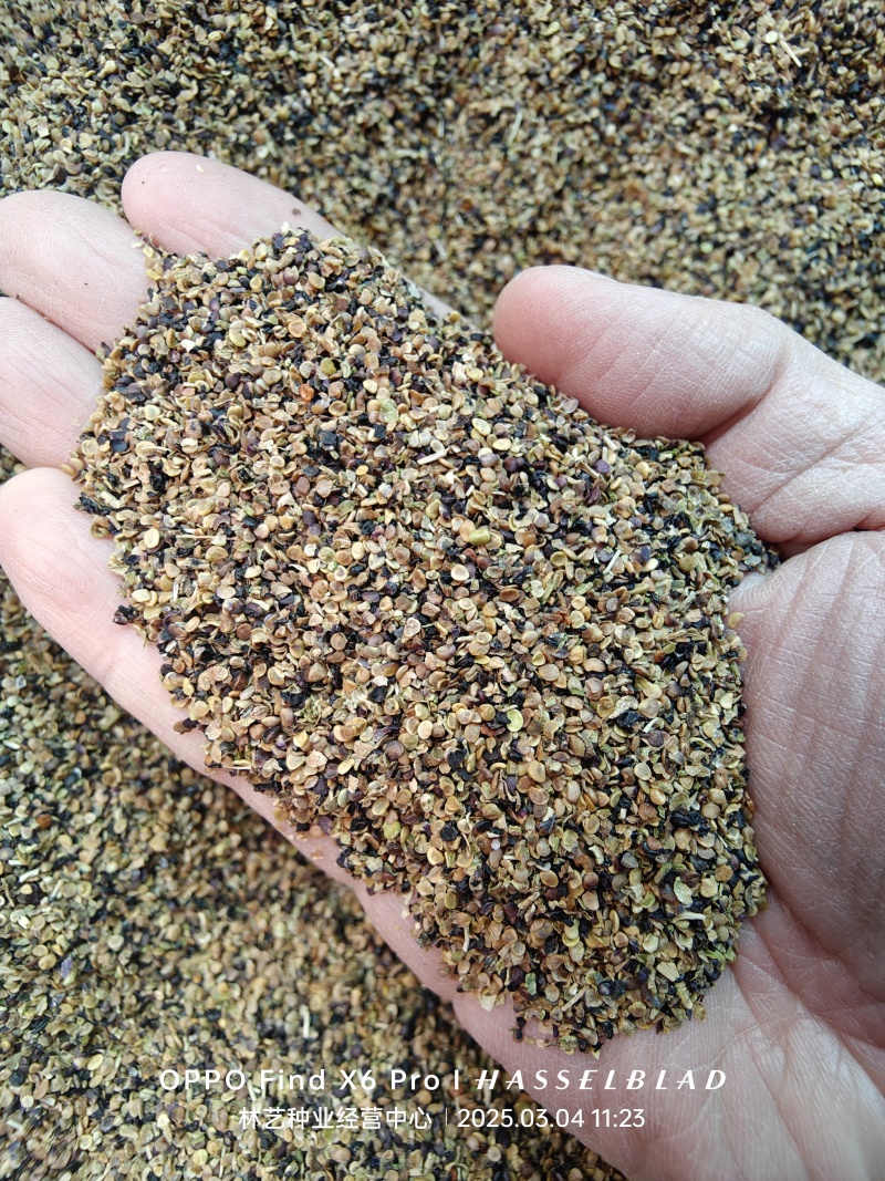 野生黑枸杞种子枸杞种籽食用药材青海枸杞滋补易活多年生四季