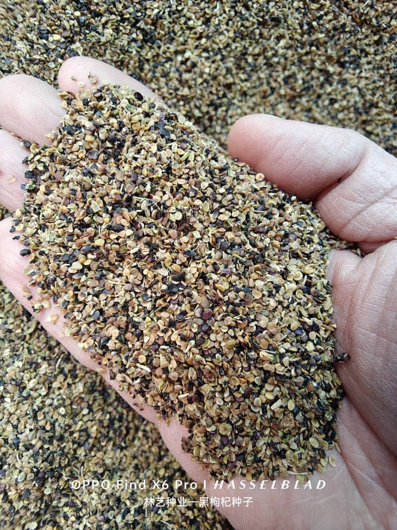 野生黑枸杞种子枸杞种籽食用药材青海枸杞滋补易活多年生四季