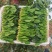 山东省淄博市高青县万亩大棚菠菜