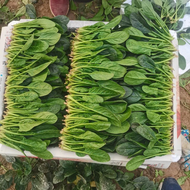 山东省淄博市高青县万亩大棚菠菜
