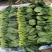 山东省淄博市高青县万亩大棚菠菜