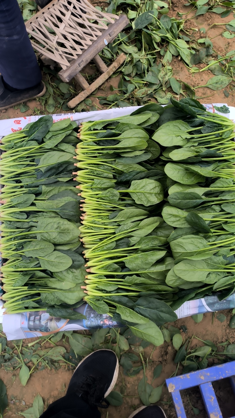 山东省淄博市高青县万亩大棚菠菜