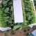 山东省淄博市高青县万亩大棚菠菜