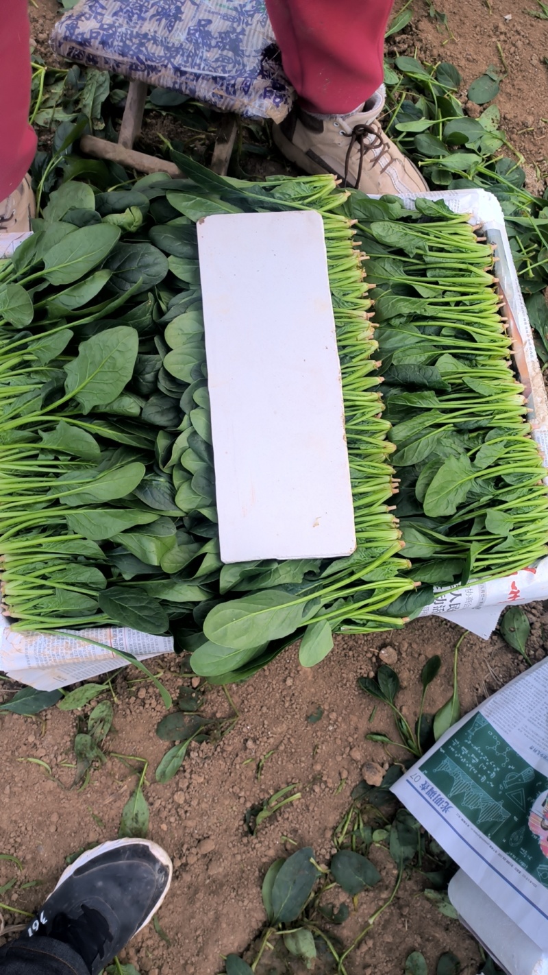 山东省淄博市高青县万亩大棚菠菜