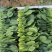 山东省淄博市高青县万亩大棚菠菜
