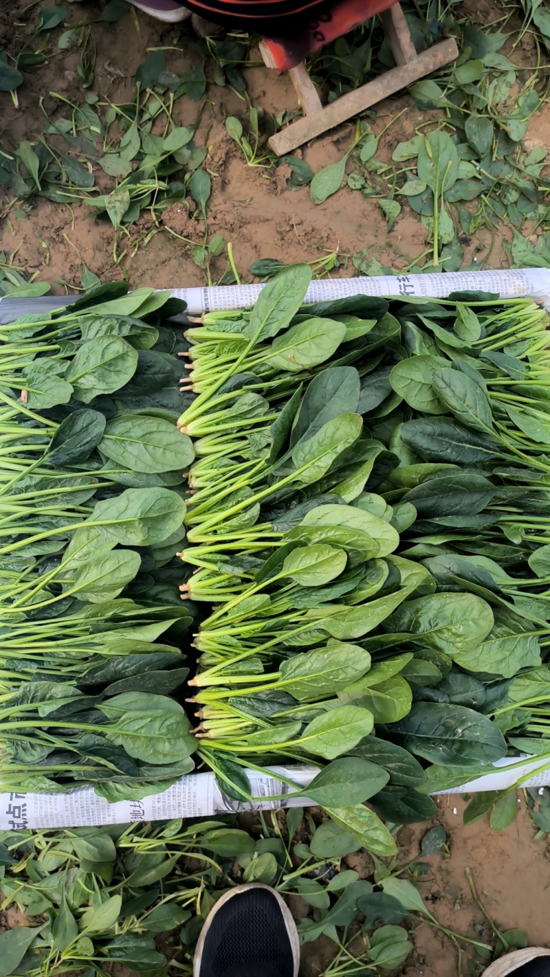 山东省淄博市高青县万亩大棚菠菜