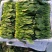 山东省淄博市高青县万亩大棚菠菜