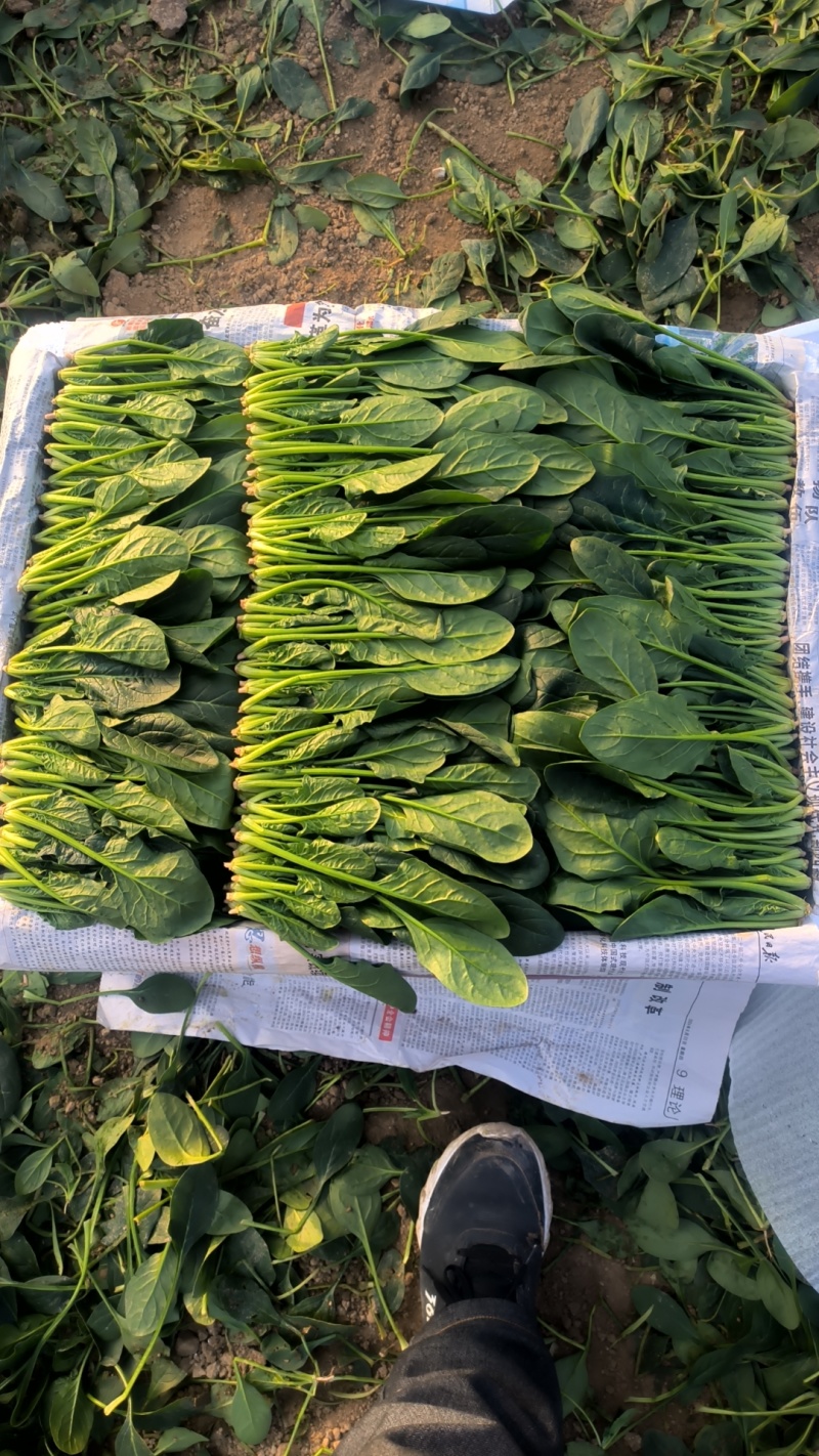山东省淄博市高青县万亩大棚菠菜