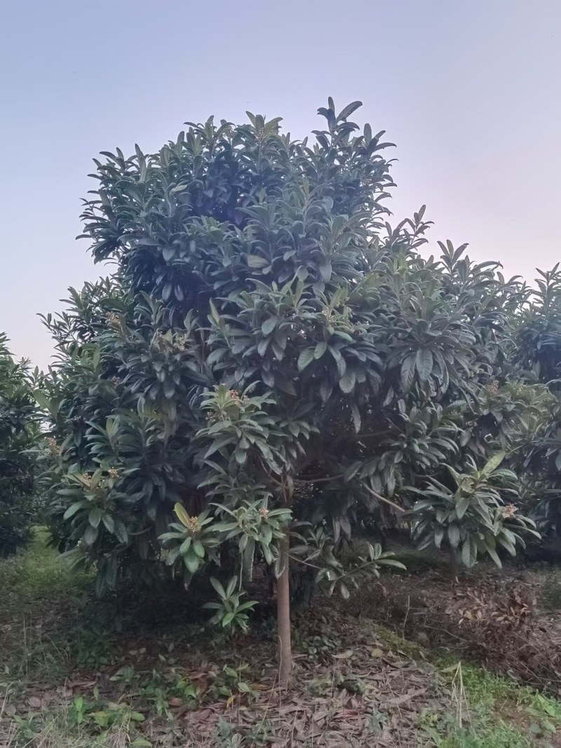 大五星枇杷苗，成活率高，质量优，大量批发，基地直销