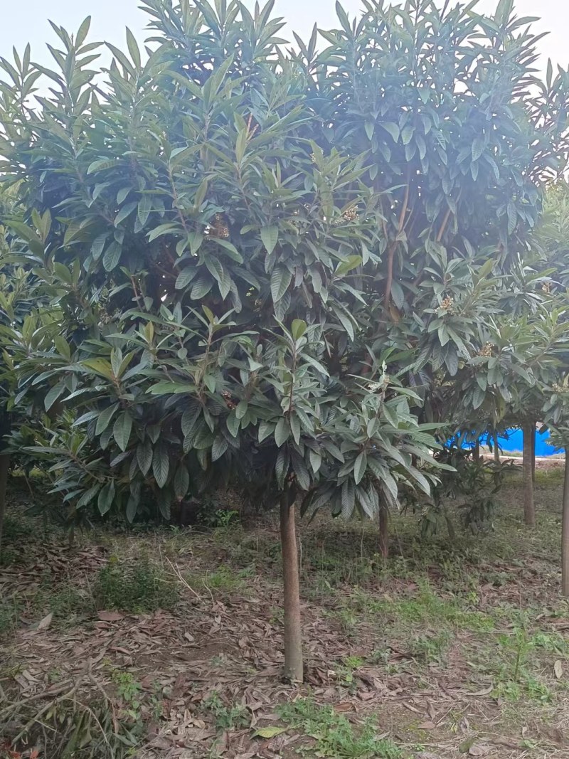 大五星枇杷苗，成活率高，质量优，大量批发，基地直销