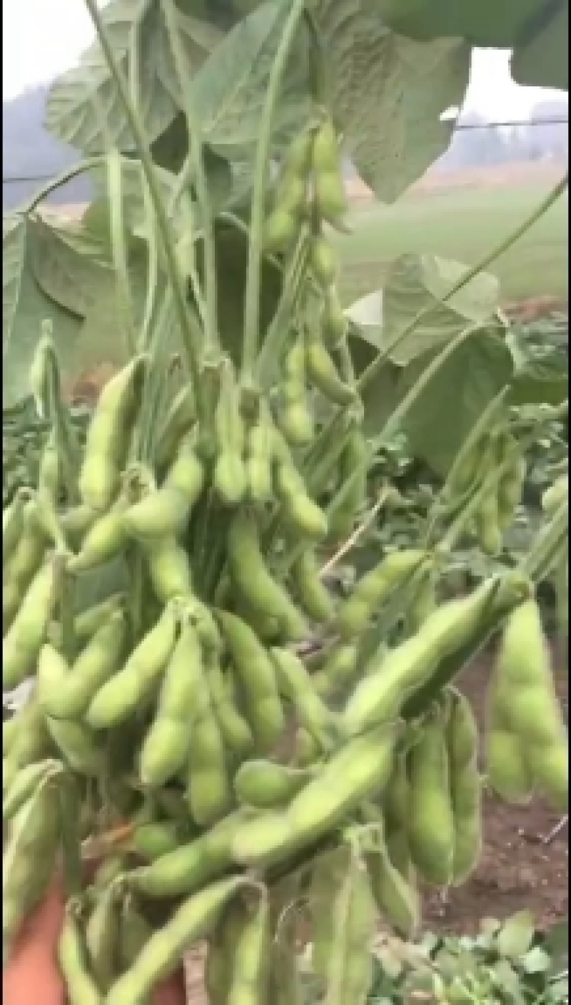 毛豆种大荚翠绿宝系列，绿宝石系列耐老时间长。