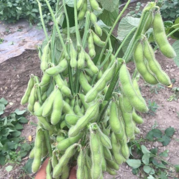 毛豆种大荚翠绿宝系列，绿宝石系列耐老时间长。