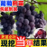 巨峰葡萄树苗，品种齐全，品种多，成活率高，包活包邮
