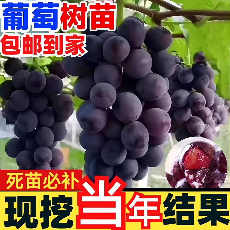 巨峰葡萄树苗，品种齐全，品种多，成活率高，包活包邮