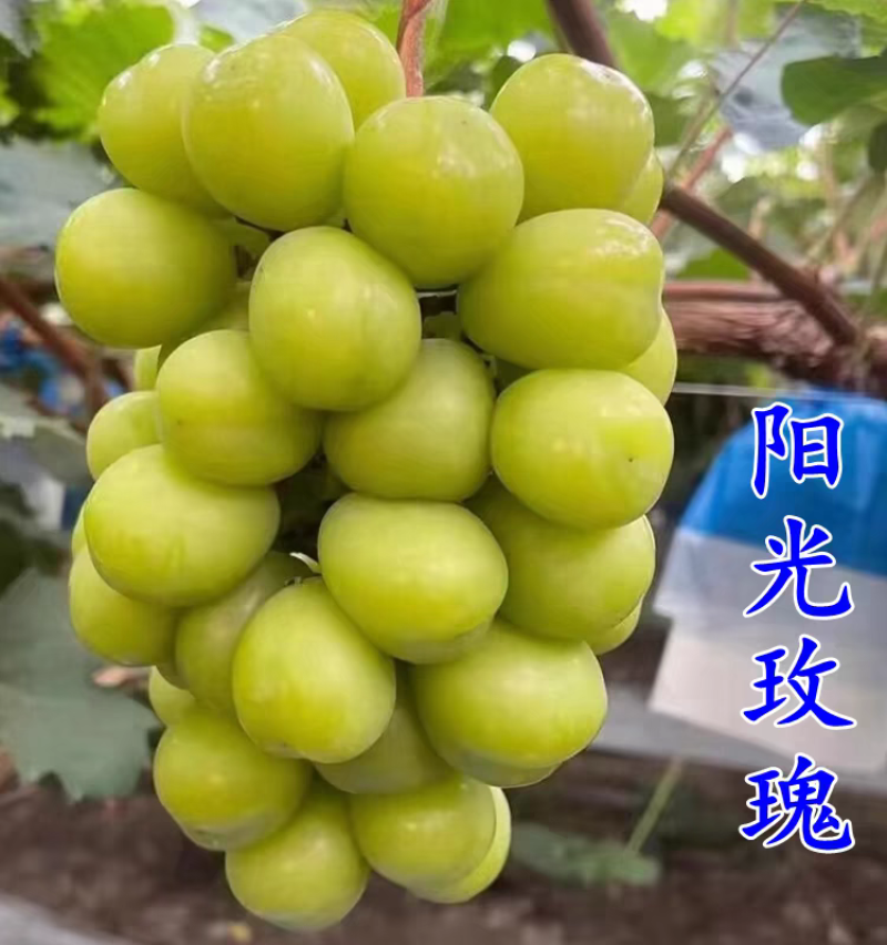 巨峰葡萄树苗，品种齐全，品种多，成活率高，包活包邮