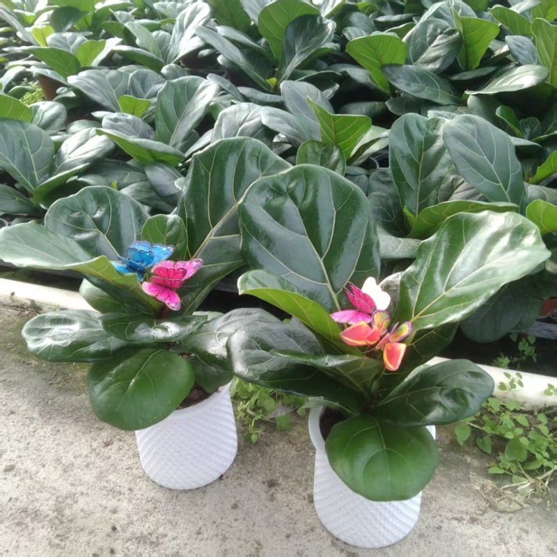 琴叶榕室内绿植四季易活植物办公室净化空气小盆栽防辐射花卉