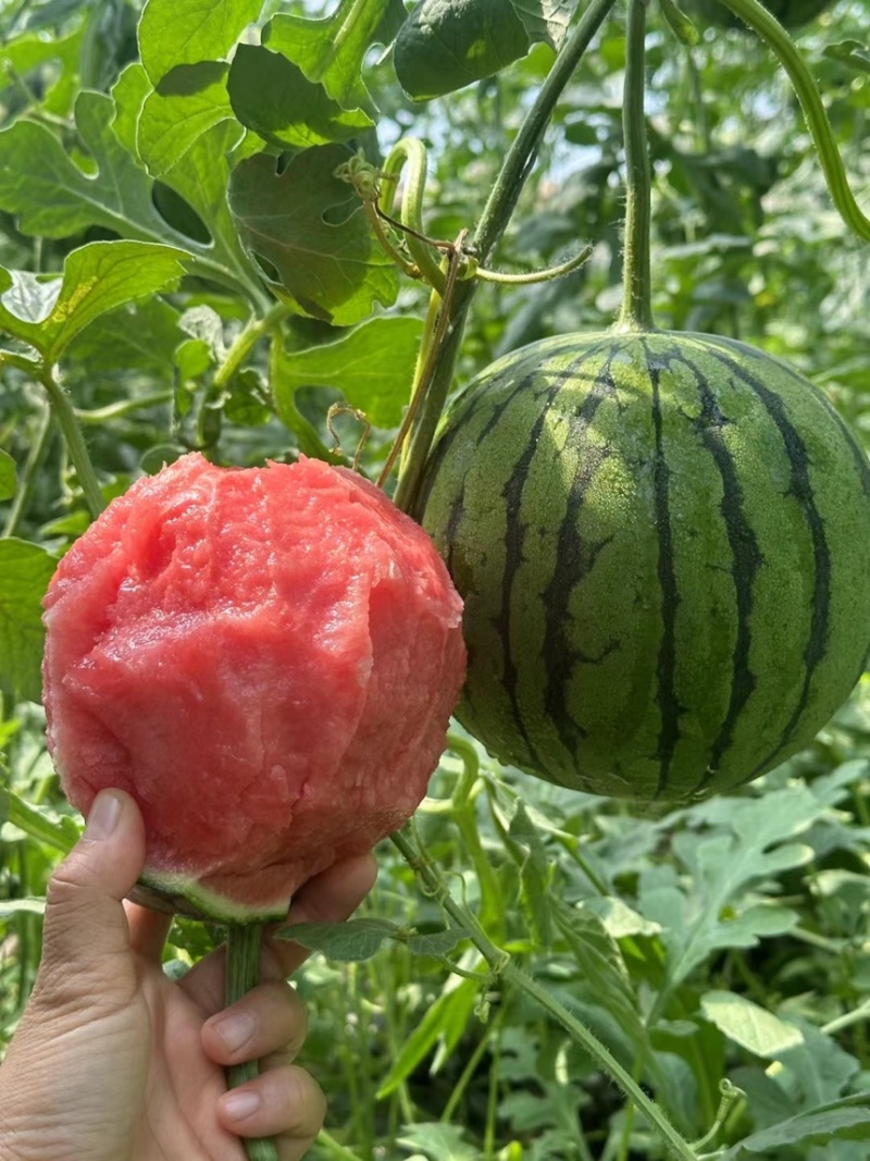 陕西吊曼小糖丸西瓜/938/金乐丰皮薄多汁