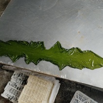 荣成腌渍海带苗，可以包装3斤5斤，今年新货，可一件代发