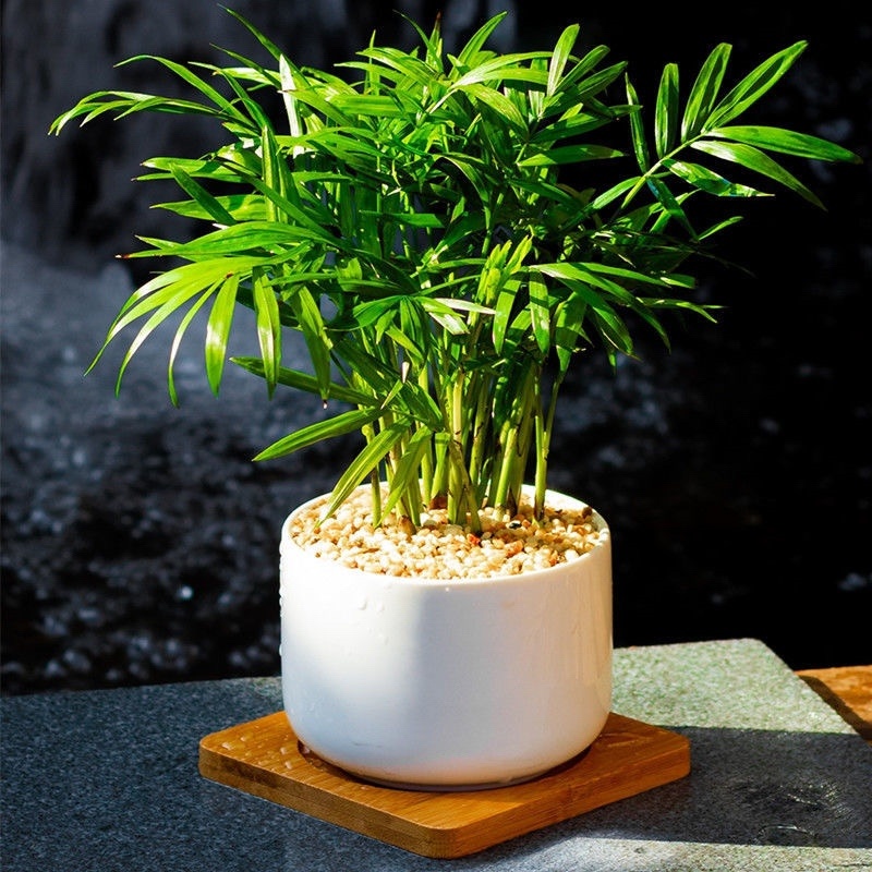 袖珍椰子散尾葵绿植客厅四季常青凤尾竹懒人好养盆栽植物