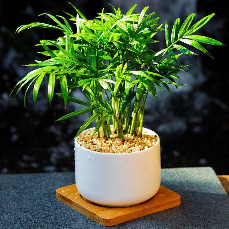 袖珍椰子散尾葵绿植客厅四季常青凤尾竹懒人好养盆栽植物