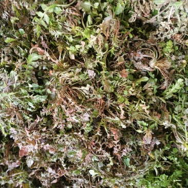 荠荠菜现挖新鲜野生荠荠菜，产地直供质量保证