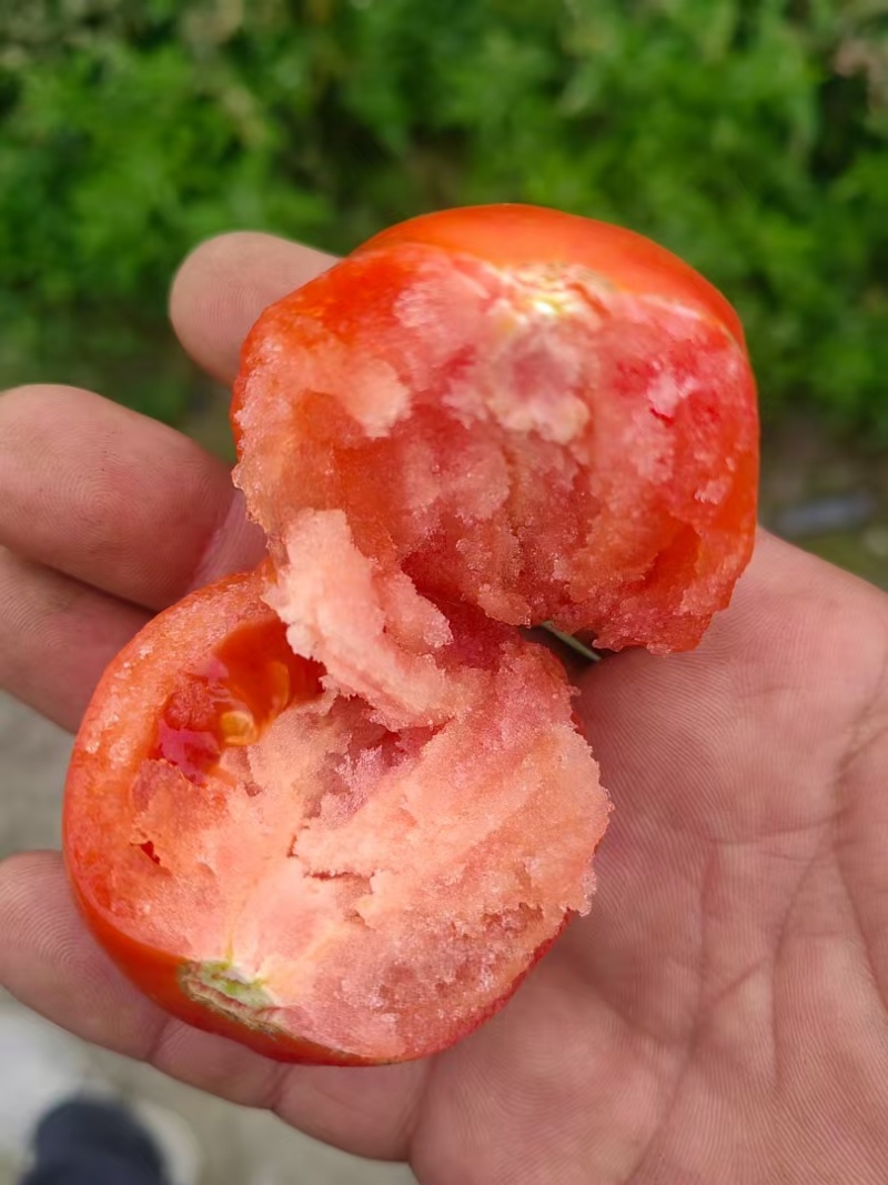 西红柿精品西红柿各种规格产地直发一手货源电商商超货